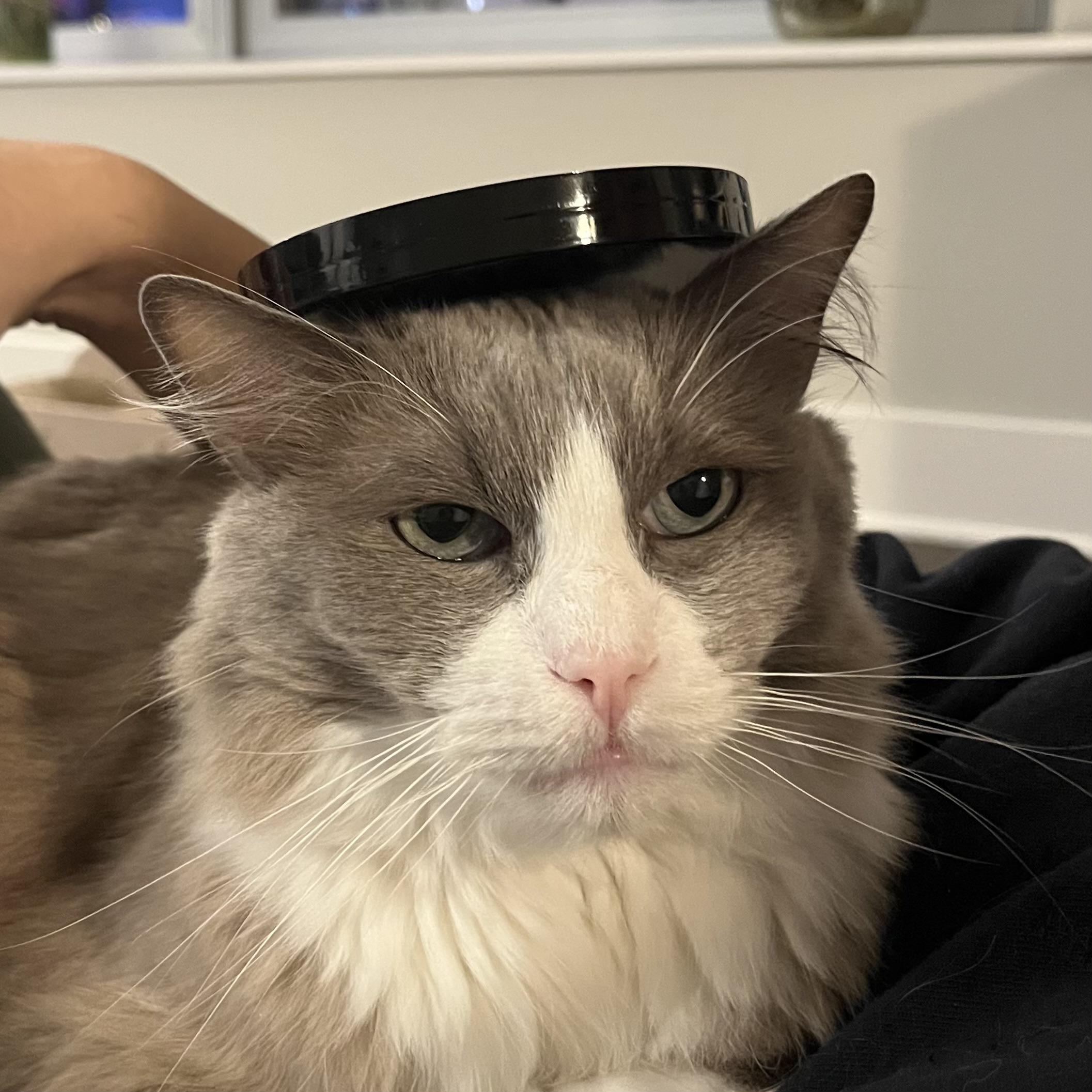 A cute grey and white cat